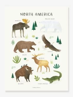 Affiche Animaux D'Amérique Du Nord Living Earth LILIPINSO Marron - Lilipinso