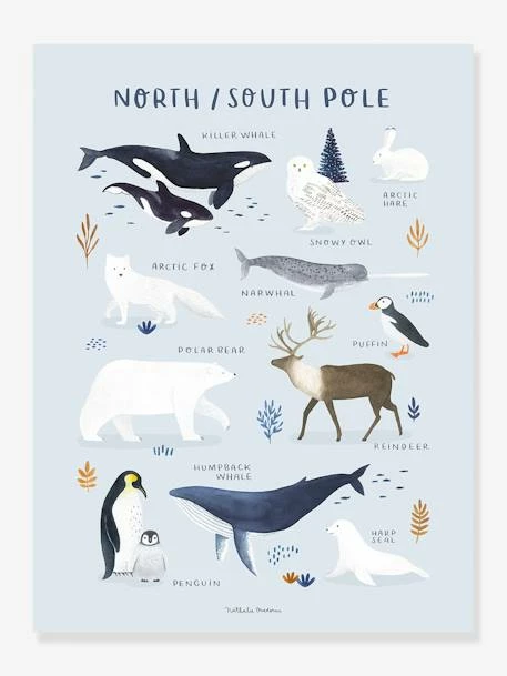 Affiche Animaux PĂ´le Nord/Sud Living Earth LILIPINSO Bleu Glacier - Lilipinso